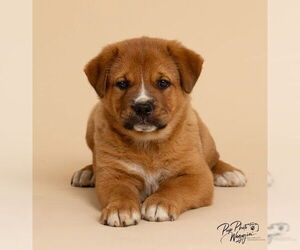 Chesapeake Bay Retriever-Unknown Mix Dogs for adoption in Winter Park, CO, USA