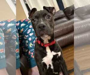 Retriever -Unknown Mix Dogs for adoption in Woodbury, NY, USA