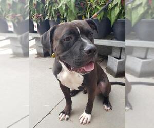 Bullboxer Pit Dogs for adoption in Alexandria, VA, USA