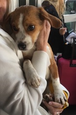 Medium Photo #1 Border Collie Puppy For Sale in Rockaway, NJ, USA