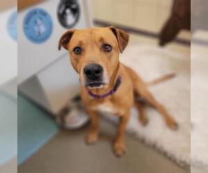 American Pit Bull Terrier-Labrador Retriever Mix Dogs for adoption in Denver, CO, USA