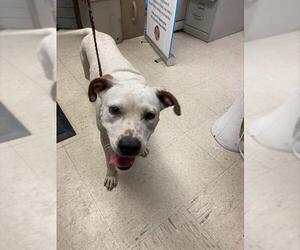 American Pit Bull Terrier Dogs for adoption in Stockton, CA, USA