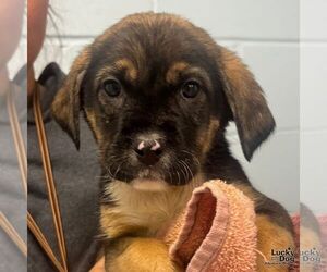 Labrador Retriever-Unknown Mix Dogs for adoption in Washington, DC, USA