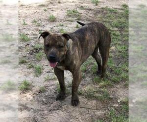 American Pit Bull Terrier-Staffordshire Bull Terrier Mix Dogs for adoption in Ben Wheeler, TX, USA