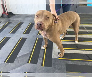 American Pit Bull Terrier Dogs for adoption in Rancho Cucamonga, CA, USA