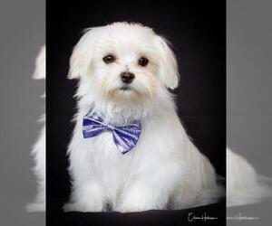 Maltese Dogs for adoption in Phelan, CA, USA