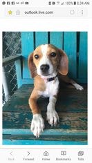 Beagle Dogs for adoption in Cedar Rapids, IA, USA