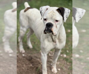 Mutt Dogs for adoption in Dumont, NJ, USA