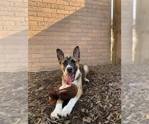 Collie-German Shepherd Dog Mix Dogs for adoption in London, Ontario, Canada