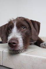 Small German Wirehaired Pointer Mix