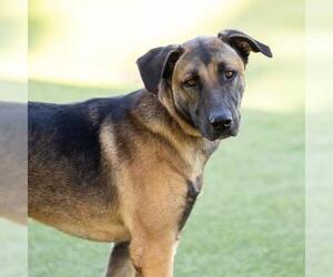 German Shepherd Dog-Unknown Mix Dogs for adoption in Camarillo, CA, USA