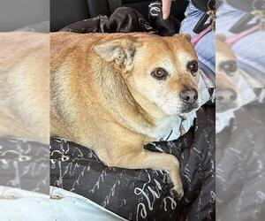 Mutt Dogs for adoption in Stockton, CA, USA