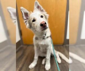 Collie Dogs for adoption in Minneapolis, MN, USA