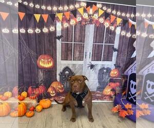 American Pit Bull Terrier-Unknown Mix Dogs for adoption in Chandler, AZ, USA