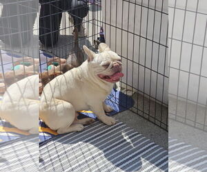 French Bulldog Dogs for adoption in Chico, CA, USA