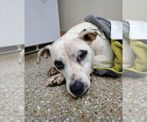 American Staffordshire Terrier-Labrador Retriever Mix Dogs for adoption in Brewster, NY, USA