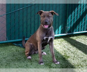 Plott Hound-Unknown Mix Dogs for adoption in Pasadena, CA, USA