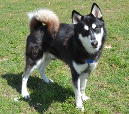 Siberian Husky Dogs for adoption in Junction, TX, USA