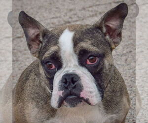 Free-Lance Bulldog Dogs for adoption in Huntley, IL, USA