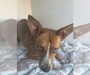 Siberian Husky-Unknown Mix Dogs for adoption in Sanford, FL, USA