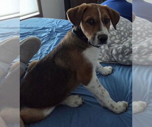 Border Collie-Saint Bernard Mix Dogs for adoption in Princeton, MN, USA