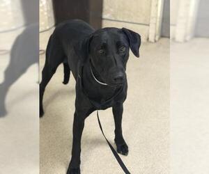 Medium Photo #2 Labrador Retriever-Unknown Mix Puppy For Sale in Riverside, CA, USA