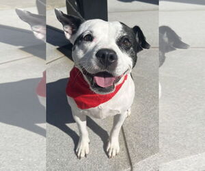 French Bulldog-Staffordshire Bull Terrier Mix Dogs for adoption in Clarkston, MI, USA