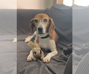Beagle-Unknown Mix Dogs for adoption in Cary, NC, USA