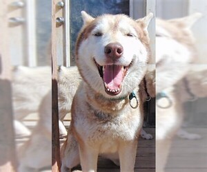 Siberian Husky Dogs for adoption in Pacific grove , CA, USA