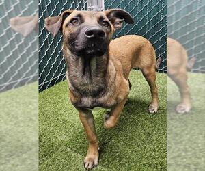 German Shepherd Dog-Unknown Mix Dogs for adoption in Downey, CA, USA