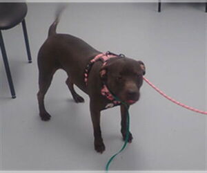 Mutt Dogs for adoption in St. Cloud, FL, USA