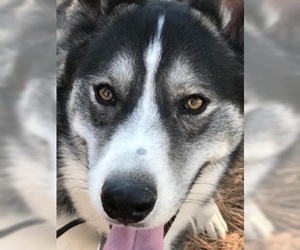 Alusky Dogs for adoption in westminster, CO, USA