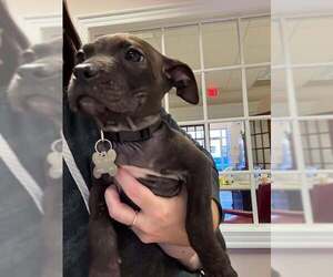 Labrador Retriever-Unknown Mix Dogs for adoption in Holly Springs, NC, USA