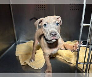 American Staffordshire Terrier Dogs for adoption in Rancho Cucamonga, CA, USA