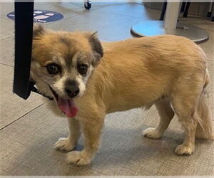 Chihuahua-Unknown Mix Dogs for adoption in Rancho Cucamonga, CA, USA