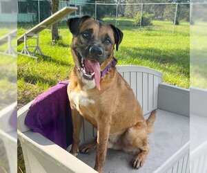 Mutt Dogs for adoption in Sarasota, FL, USA
