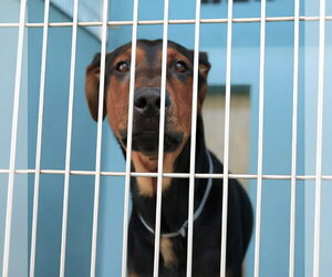 Doberman Pinscher Dogs for adoption in Pasadena, CA, USA