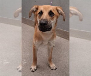 German Shepherd Dog-Unknown Mix Dogs for adoption in Las Vegas, NV, USA