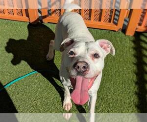 American Pit Bull Terrier-Unknown Mix Dogs for adoption in Las Vegas, NV, USA