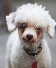Dorgi Dogs for adoption in Pottstown, PA, USA