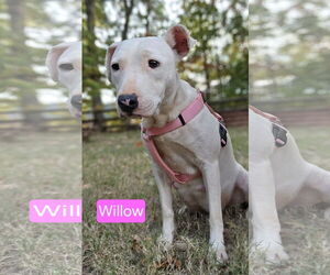Bull Terrier-Unknown Mix Dogs for adoption in Albemarle, NC, USA