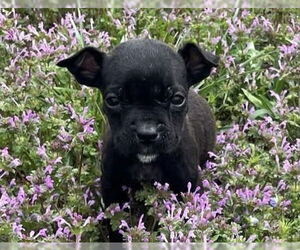 American Boston Bull Terrier Dogs for adoption in Bolivar, MO, USA