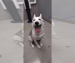 German Shorthaired Pointer-Siberian Husky Mix Dogs for adoption in Las Vegas, NV, USA
