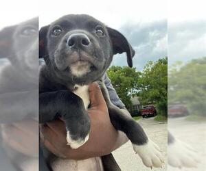 American Pit Bull Terrier Dogs for adoption in Houston, TX, USA