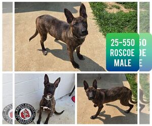 Mutt Dogs for adoption in Georgetown, KY, USA