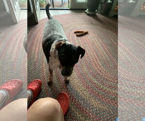 Mutt Dogs for adoption in Woodland, CA, USA