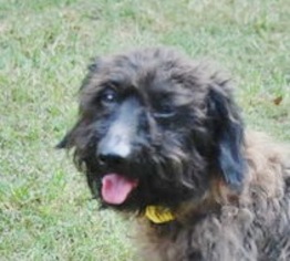 Doodle Dogs for adoption in Yardley, PA, USA
