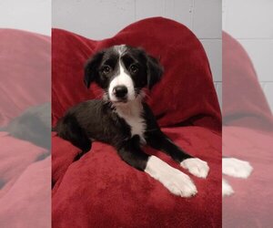 Border Collie-Unknown Mix Dogs for adoption in Mukwonago, WI, USA
