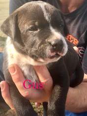 Medium Photo #1 Border Collie-Unknown Mix Puppy For Sale in Albuquerque, NM, USA