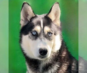 Siberian Husky Dogs for adoption in Pasadena, CA, USA